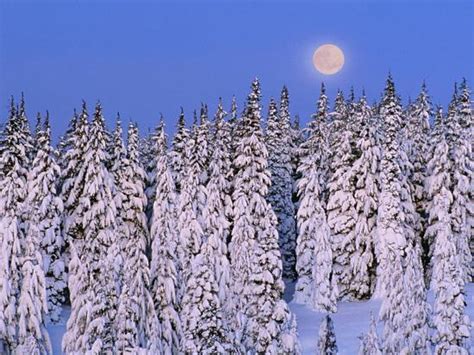 Moon Over Snow Covered Trees Photographic Print Cindy Kassab