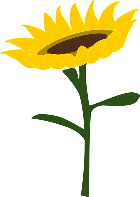 Clipart Bunga Matahari Gudang Gambar Vector Png