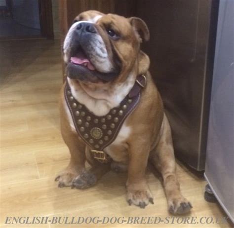 An excited french bulldog can end up. Studded Harness & Padded Collar for English Bulldog