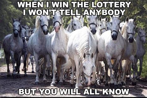 I Wanna Win The Lottery And Do This Funny Horses Funny