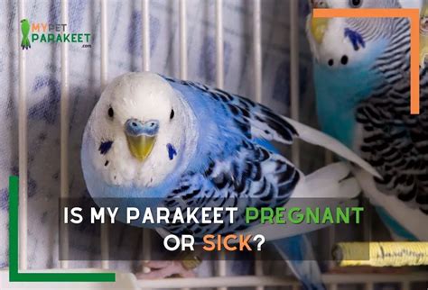 Is My Parakeet Pregnant Or Sick My Pet Parakeet