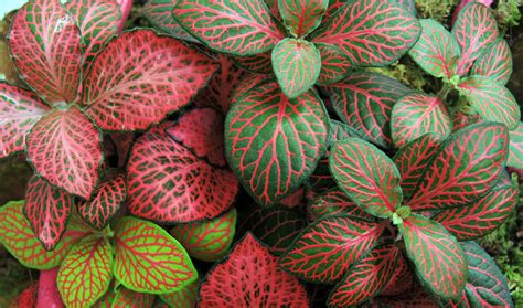 Fittonia Plant Care House Plants Flowers