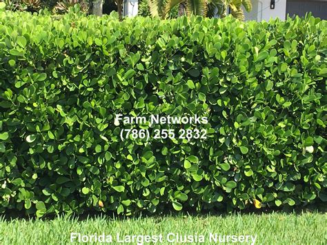 Clusia Hedge Broward Clusia Hedges Hedging Plants