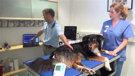 Blutdruck Beim Hund Messen Anleitung Tierischehelden De