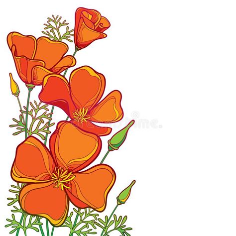 Vector Il Mazzo D Angolo Del Fiore Arancio Del Papavero Di California