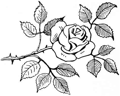 Rose Drawings Black And White