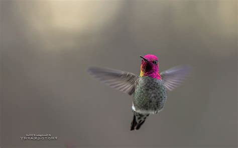 Humming Birds 4k Wallpapers Wallpaper Cave