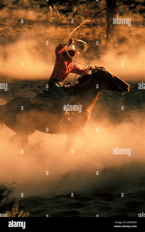 Cowboy On Horseback Uses Lasso Stock Photo Alamy