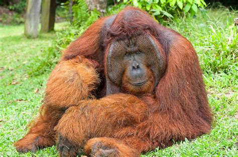 Dominent Adult Male Orangutan David Da Costa Photography
