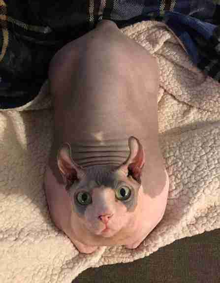 Chubby Hairless Elf Cat Totally Wins At Weight Loss Challenge The Dodo