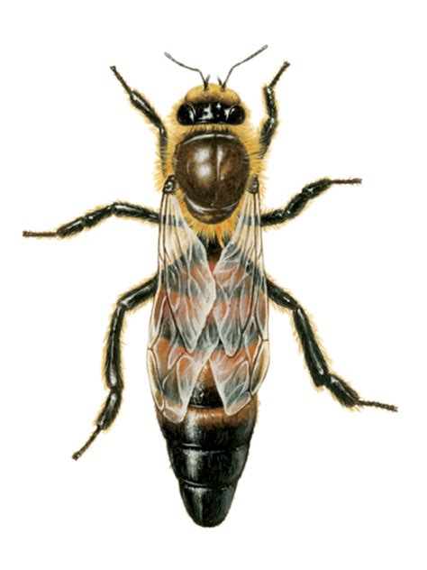 Queen Bee Png PNG Image Collection