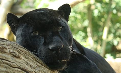 Check spelling or type a new query. Panther (Panthera Pardus, Panthera Onca) - Animals - A-Z ...