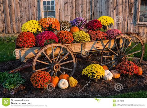 Fall Scene With Colorful Mums And Pumpkins In Old Wagon Against A Barn