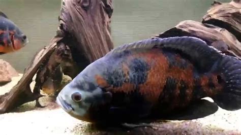 Introducing Giant Oscar Cichlid To Tank Youtube