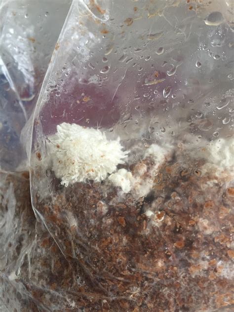 We did not find results for: HELP Lions mane fruit body's forming waaaaaaay before ...