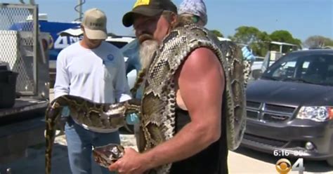 Python Hunter Wrangles Massive Snake In Florida Everglades Cbs News