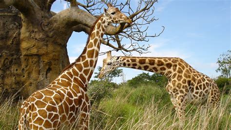 Two big giraffes near a tree - All Best Desktop Wallpapers