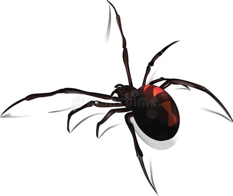 Black Widow Vector Stock Vector Illustration Of Halloween 34589376