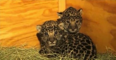 Découvrez La Naissance De Deux Bébés Jaguars Dans Un Zoo Aux Etats Unis