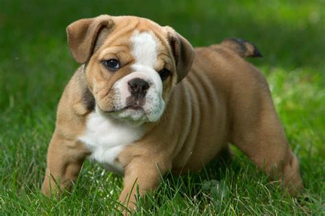 Tri Color English Bulldog Breed Info Pictures Traits And Facts