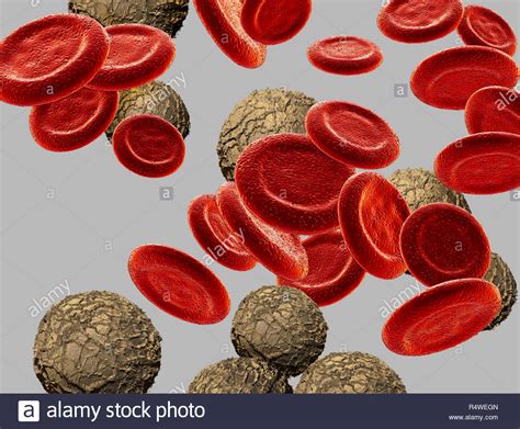 Illustrations Red Blood Cellswhite Blood Cells Stock Photo Alamy