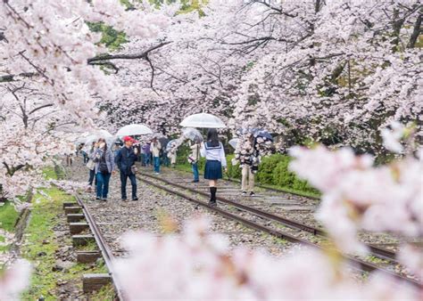 10 Best Kyoto Cherry Blossom Spots For 2021 When To See Sakura