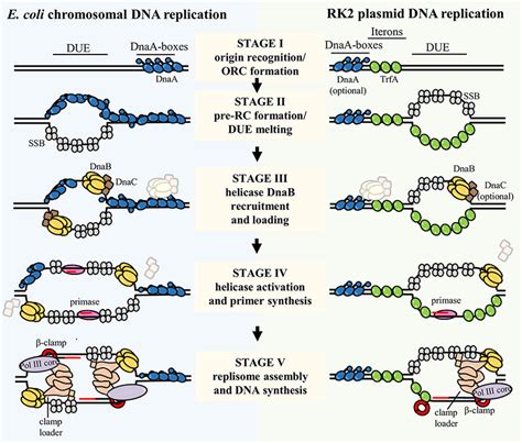 the process of bacterial chromosome and plasmid dna replication download scientific diagram