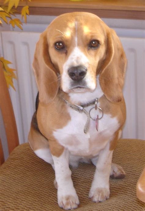 Sammy 5 Year Old Female Beagle Dog For Adoption