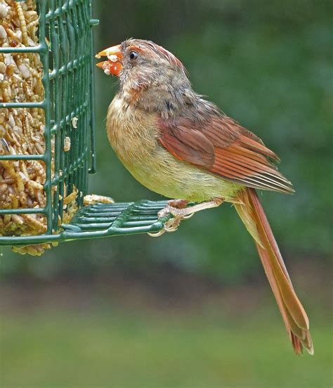 Northern Cardinal Female In The Rain Feederwatch
