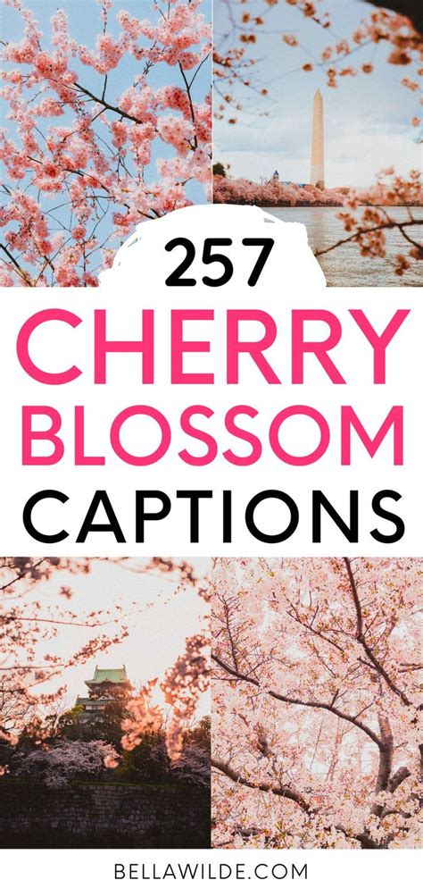 257 Best Cherry Blossom Instagram Captions Quotes Cherry Blossom