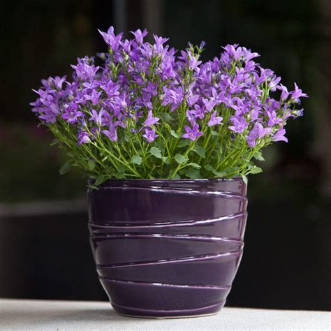 Advertisement for a striking pot or border display, try combining purple flowers with the acid greens of alchemilla mollis , or euphorbias like euphorbia amygdaloides var. Campanula Flowers in Purple Majesty Container - Flowering ...
