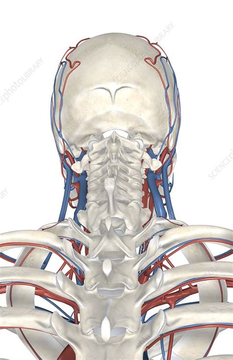 There are two large arteries in the neck, one on each side. arteries in neck and head | Katy Perry Buzz