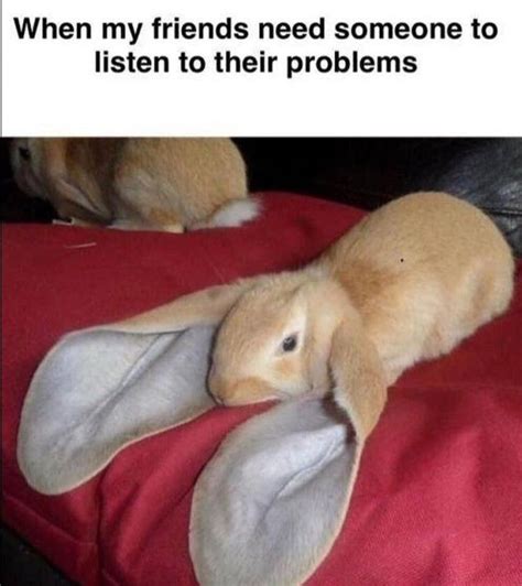 Im All Ears Animal Memes Animals Memes