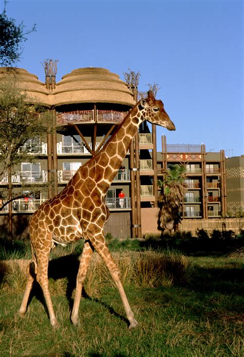 Day trips from disney world. Jambo! Welcome to Disney's Animal Kingdom Lodge - The ...