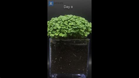 Mustard Seeds Growth 11 Days Time Lapse Youtube