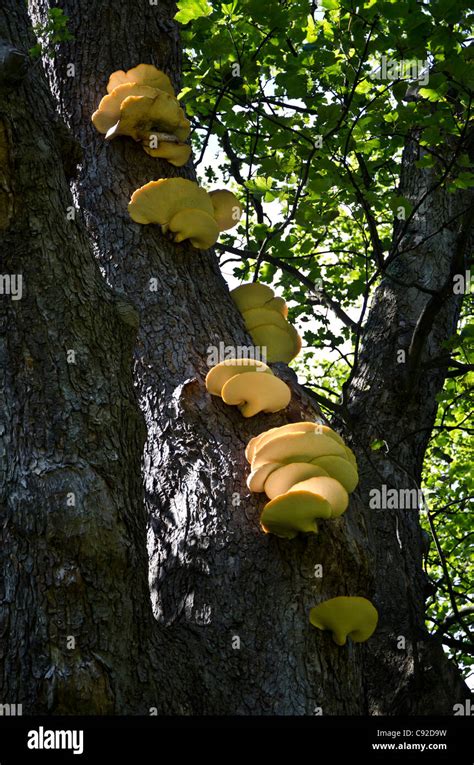 Large Yellow Fungus Hi Res Stock Photography And Images Alamy