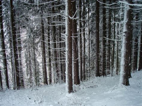 Creepy Forest In Winter Stock Image Image Of Contrast 45055671