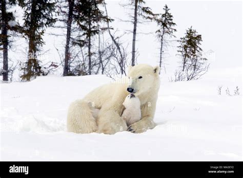 Polar Bear Mom And Cubs Stock Photo Alamy