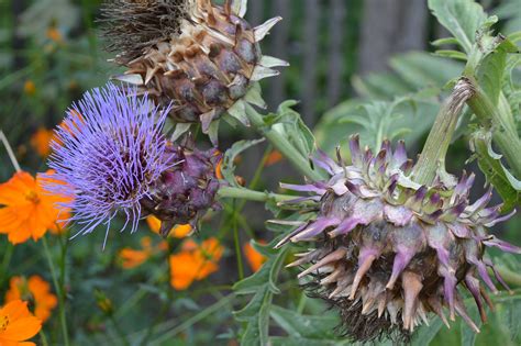 Auf dem gelände des benachbarten sportplatzes neu angelegt und konnte 1961 eingeweiht werden. botanischer garten dusseldorf