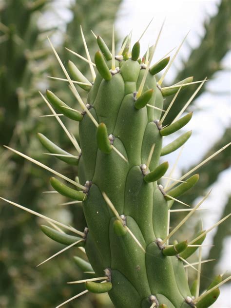 Austrocylindropuntia Subulata Eves Needle Cactus Long Spine Cactus