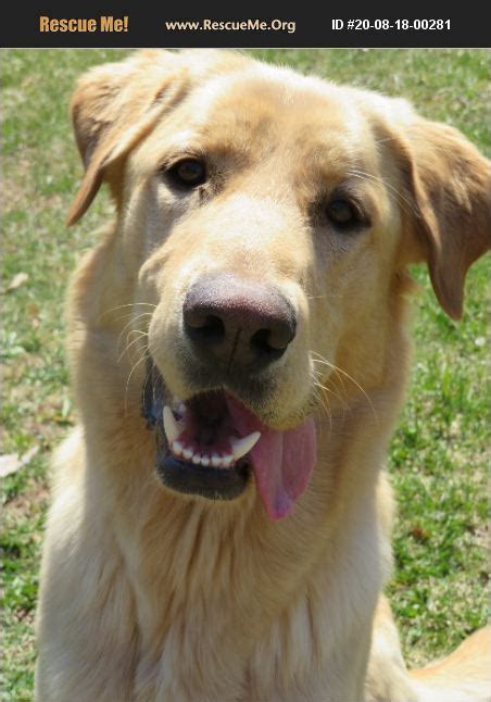 While gglrr focuses on rescuing and rehoming labrador retrievers, some of our dogs are lab mixes. ADOPT 20081800281 ~ Lab Rescue ~ ASKOV, MN