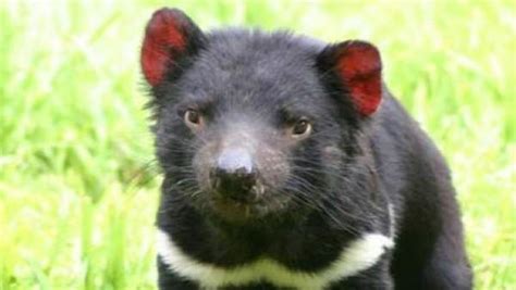El demonio de tasmania, conocido científicamente como sarcophilus harrisii, es el carnívoro a nivel alimenticio, el demonio de tasmania es un depredador oportunista y, a pesar de su gran. La genética puede salvar al demonio de Tasmania de un ...