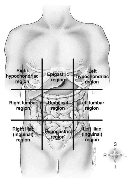 Regions Of Abdominal Cavity