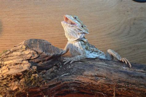 Can Bearded Dragons Eat Radish What You Need To Know