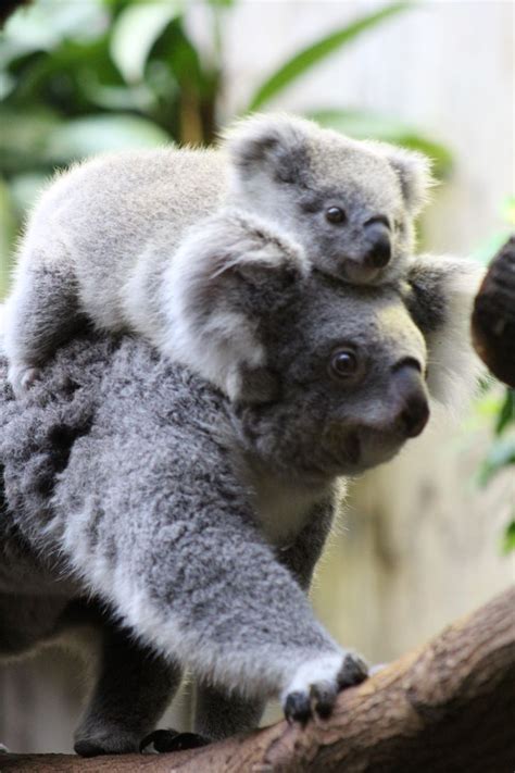 Pin By Connie L Fletcher On Koalas Silly Animals Baby Animals Cute