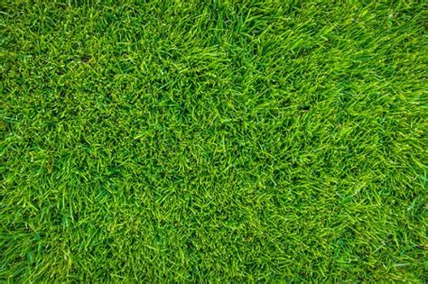How To Keep Your Lawn Grass Green In The Winter