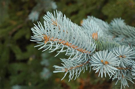 Picea Blue Spruce 16 Pot Hello Hello Plants