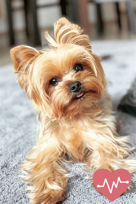 10 Most Popular Small Dog Breeds Dog Breeds Cute Cats And Dogs Photos