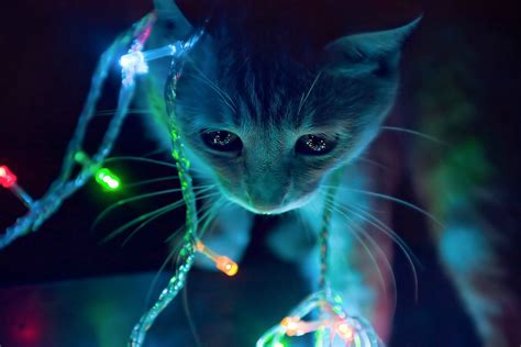 Maybe you would like to learn more about one of these? cat neon lights macro Wallpapers HD / Desktop and Mobile ...