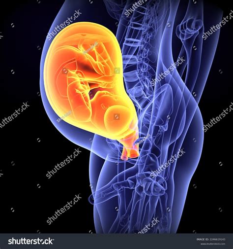 「ヒト胎盤は、妊娠中に子宮に発生する臓器である医学的イラスト3d」のイラスト素材 2246619143 Shutterstock